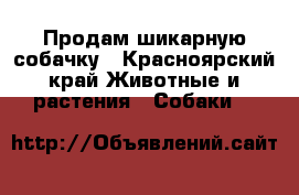 Продам шикарную собачку - Красноярский край Животные и растения » Собаки   